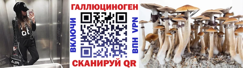 Купить  Кинель  Галлюциногенные грибы Psilocybe 
